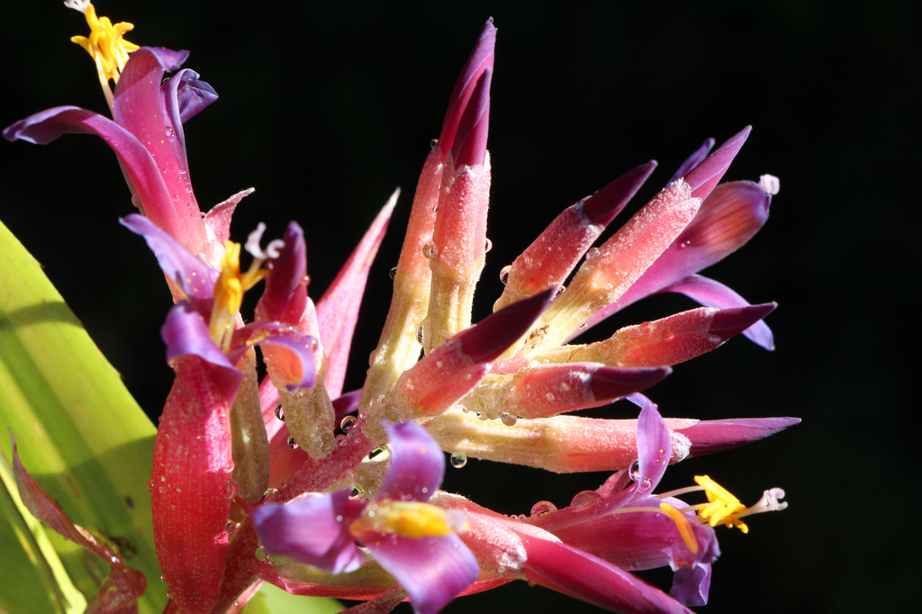 Bilbergia "Fosters Striate" by terryliv