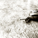 Sluggish like a snail. by newbank