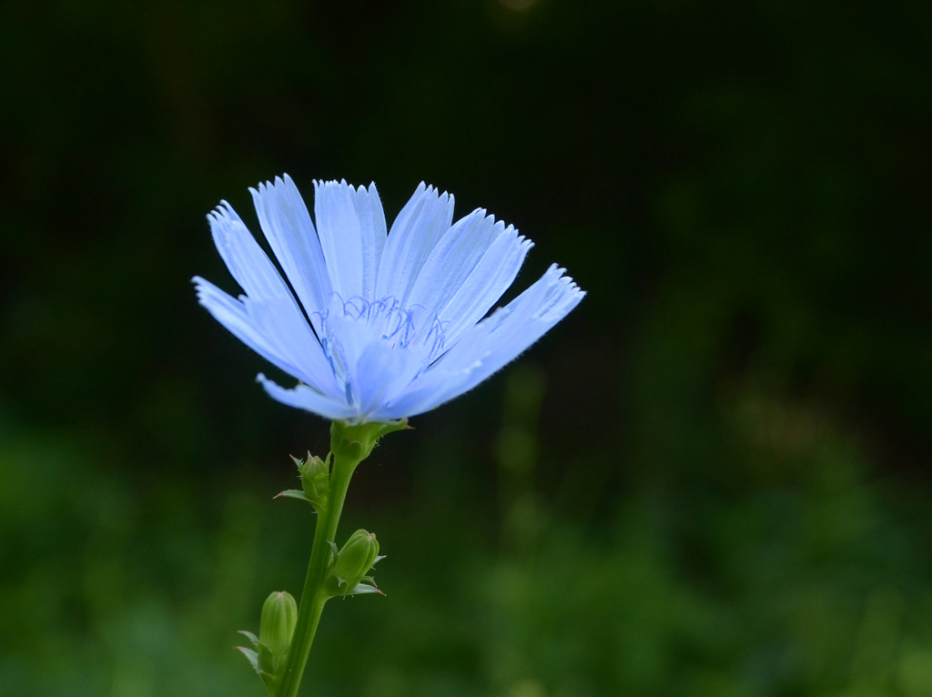 chicory by francoise