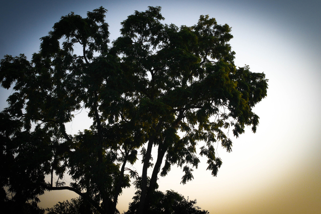 Tree silhouette by mittens