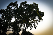 11th Jul 2014 - Tree silhouette