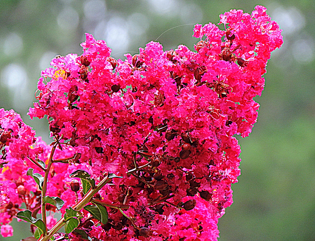 Pink flowers! by homeschoolmom