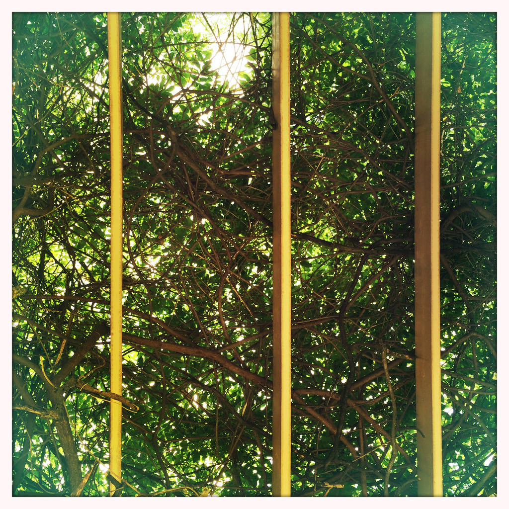 Vine Trellis At The Library 3 by yogiw