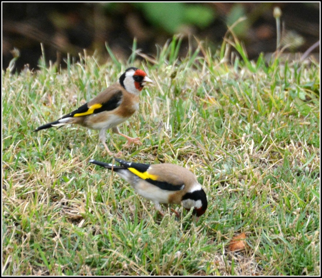 A couple of goldfinches by rosiekind