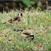A couple of goldfinches by rosiekind