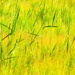 summer grass by callymazoo