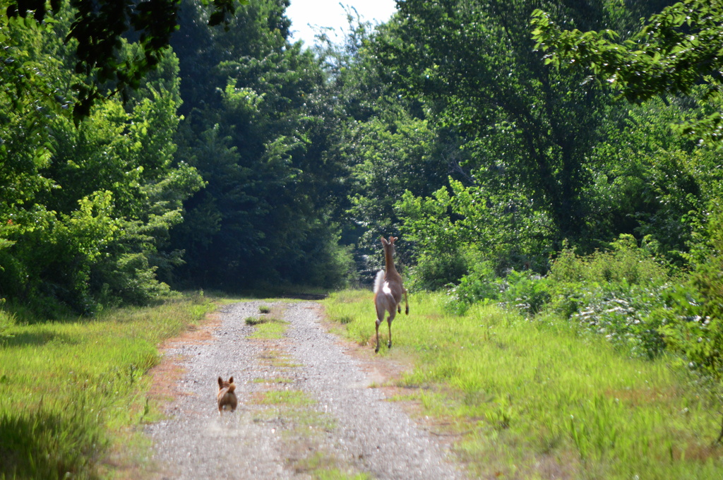 Leap, Deer, Leap! by kareenking