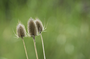 11th Jul 2014 - Just Reeds (actually they are teasels, maybe I'll try to get a photo of the reeds for tomorrow.)