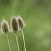Just Reeds (actually they are teasels, maybe I'll try to get a photo of the reeds for tomorrow.) by gardencat