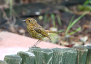 11th Jul 2014 - Competition for the Juvenile Red Robin.