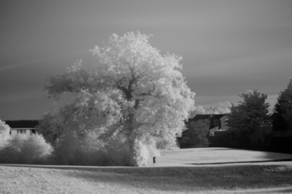 Infared tree by richardcreese