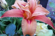 8th Jul 2014 - First day lily out in flower