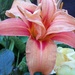 First day lily out in flower by jennymdennis