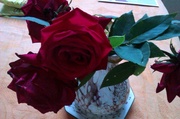 9th Jul 2014 -  Our new rose bush has produced some beautiful flowers.