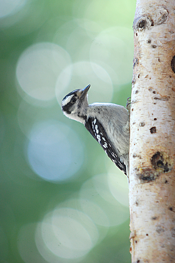Young downy woodpecker! by fayefaye