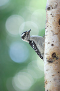 11th Jul 2014 - Young downy woodpecker!
