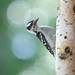 Young downy woodpecker! by fayefaye