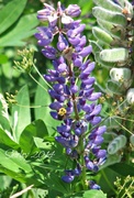 4th Jul 2014 - end of the season for lupine 