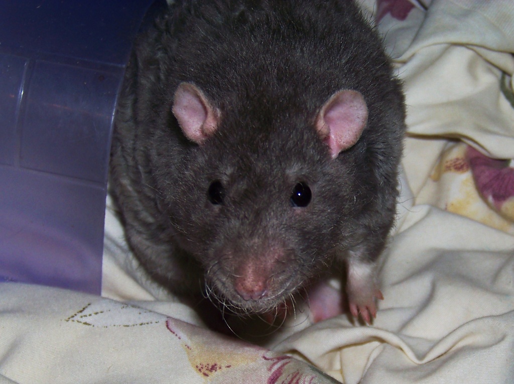 My rat Hector by dorim