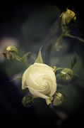 11th Jul 2014 - White Roses