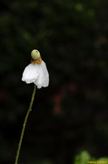 2nd Jul 2014 - Lonely Anemone