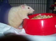 10th Oct 2010 - My rat Trixie