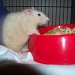 My rat Trixie by dorim