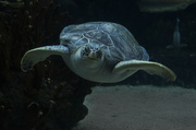 11th Jul 2014 - Sea Turtle