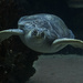 Sea Turtle by dakotakid35