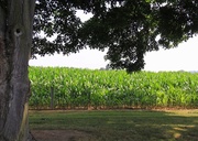 11th Jul 2014 - Bumper Corn Crop