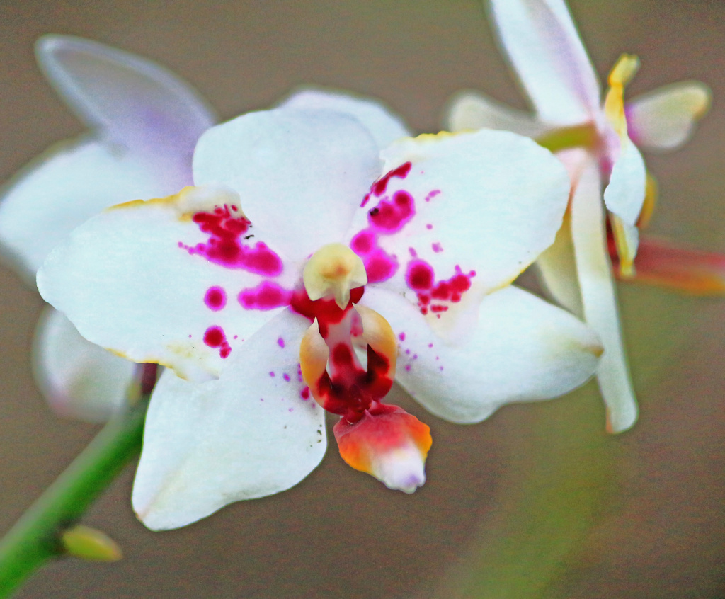 Orchid by hondo