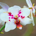Orchid by hondo