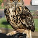 Eurasian Eagle Owl by harbie