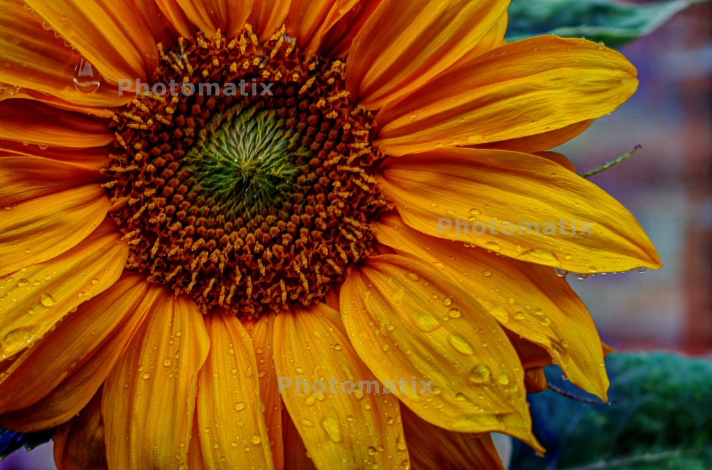Sunflower by newbank