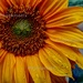 Sunflower by newbank