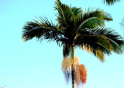 9th Jul 2014 - Sunset palm tree