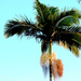 Sunset palm tree by kiwinanna