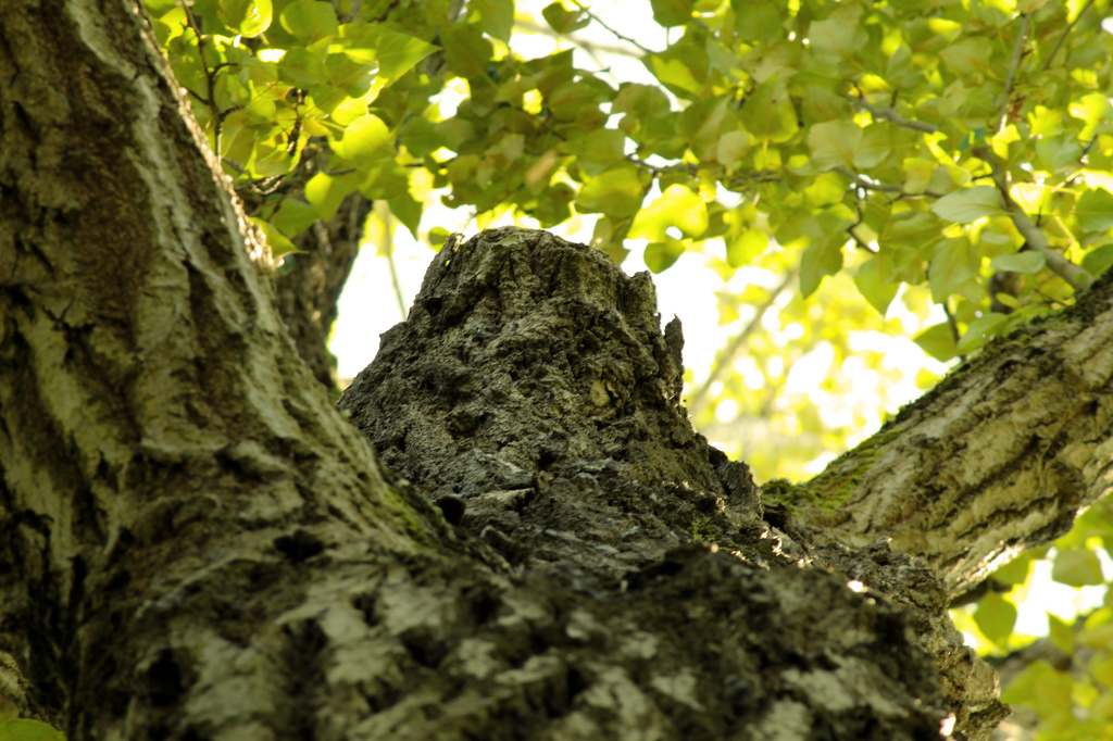 Tree Hugger by nanderson