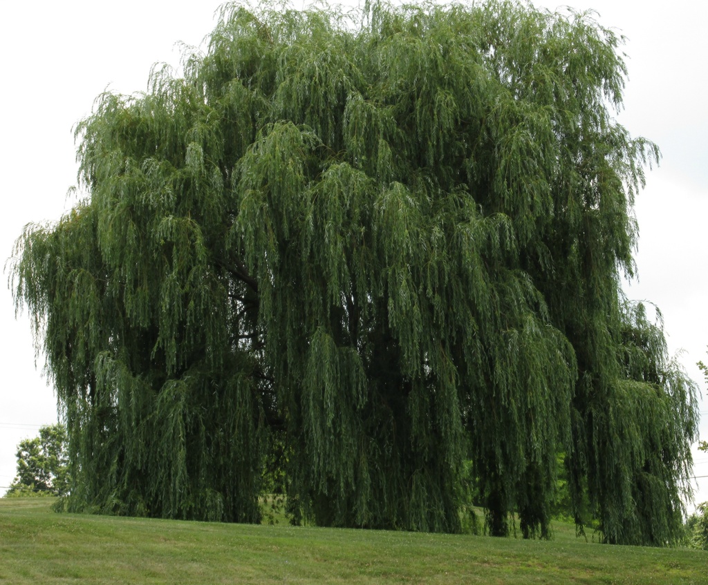 Weeping willow by mittens