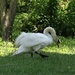 Charging Swan by annepann