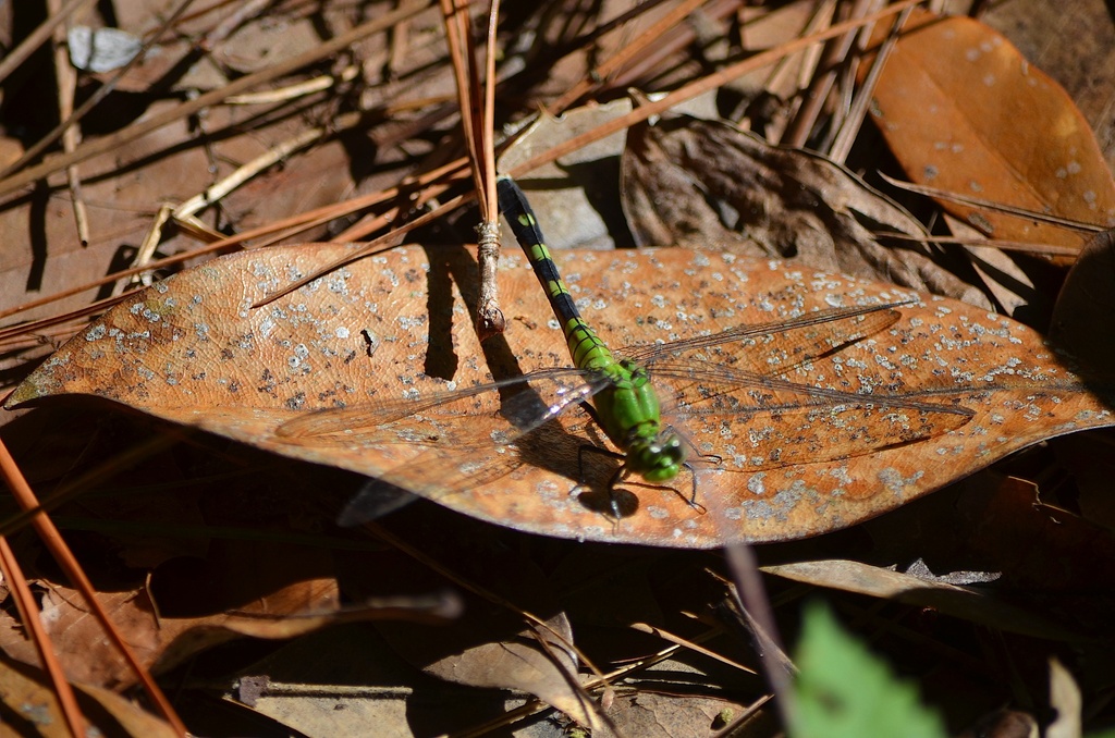 Dragonfly and leaf by congaree