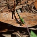 Dragonfly and leaf by congaree