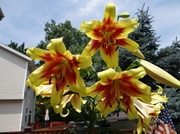 12th Jul 2014 - The Monster Tree Lily