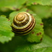 Snail....... by ziggy77