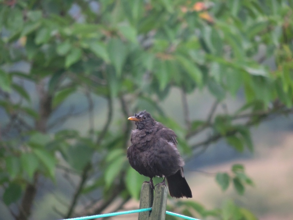 Baby blackbird by roachling