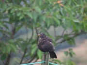 12th Jul 2014 - Baby blackbird