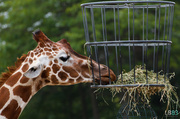 12th Jul 2014 - Giraffe