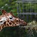 Giraffe by leonbuys83