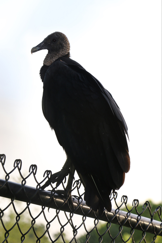 Vulture by ingrid01