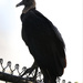 Vulture by ingrid01